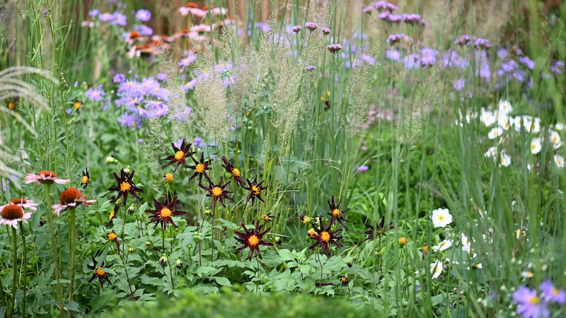 Matrix planting: The low-maintenance garden trend that looks wild but isn’t