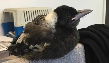 Years After She Saved a Magpie it Returns the Favor Saving Her Life After She Fell from Window