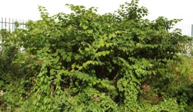 Japanese knotweed surges in South West Wales as new hotspot data revealed