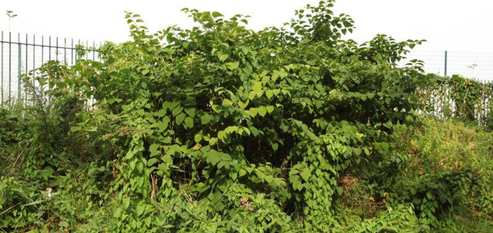 Japanese knotweed surges in South West Wales as new hotspot data revealed
