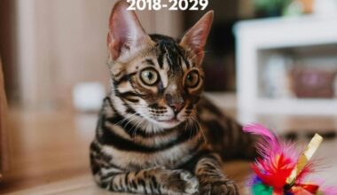 Spain Pet Toys Market Gains Traction 2018 to 2029 with Eco Smart Demand