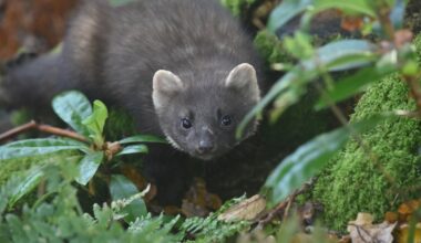 One of Ireland’s rarest wildlife species in recovery – The Irish Times