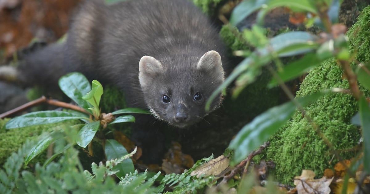 One of Ireland’s rarest wildlife species in recovery – The Irish Times