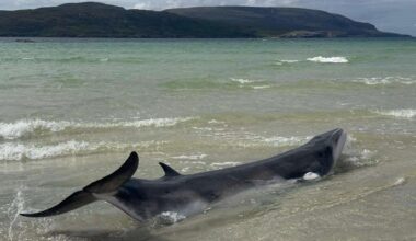 Rescuers battle in vain to save stranded whale at Balnakeil Beach in Durness