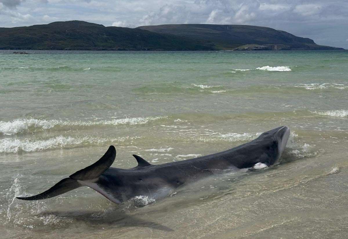 Rescuers battle in vain to save stranded whale at Balnakeil Beach in Durness