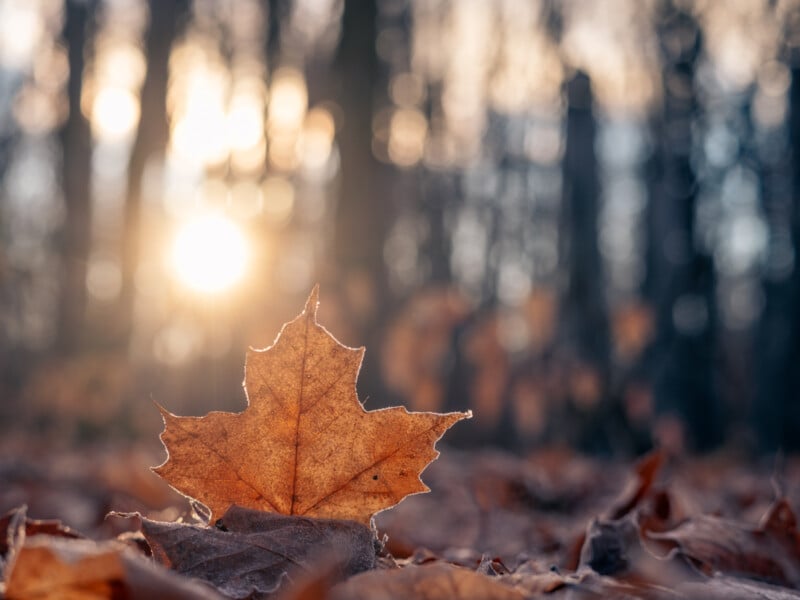A close-up of a brown autumn leaf lying on the ground, with sunlight shining through trees in the blurred background, creating a warm, golden atmosphere.