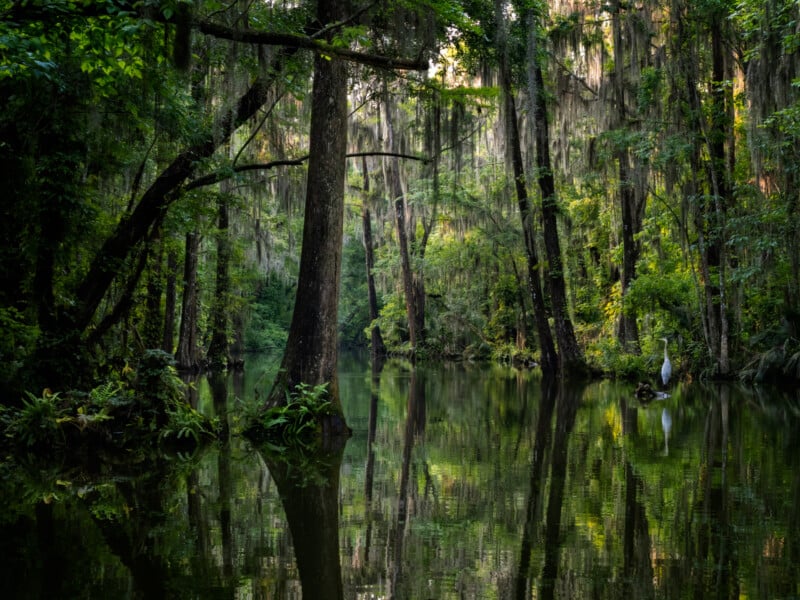 A lush, green swamp with tall trees draped in Spanish moss, their reflections mirrored in the calm water. Sunlight filters through the dense foliage, and a white bird stands near the water’s edge.