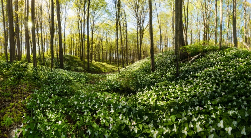 A sunlit forest in spring with tall trees and a lush green carpet of white trillium flowers covering the forest floor. Sunlight filters through the fresh leaves, creating a serene and vibrant atmosphere.