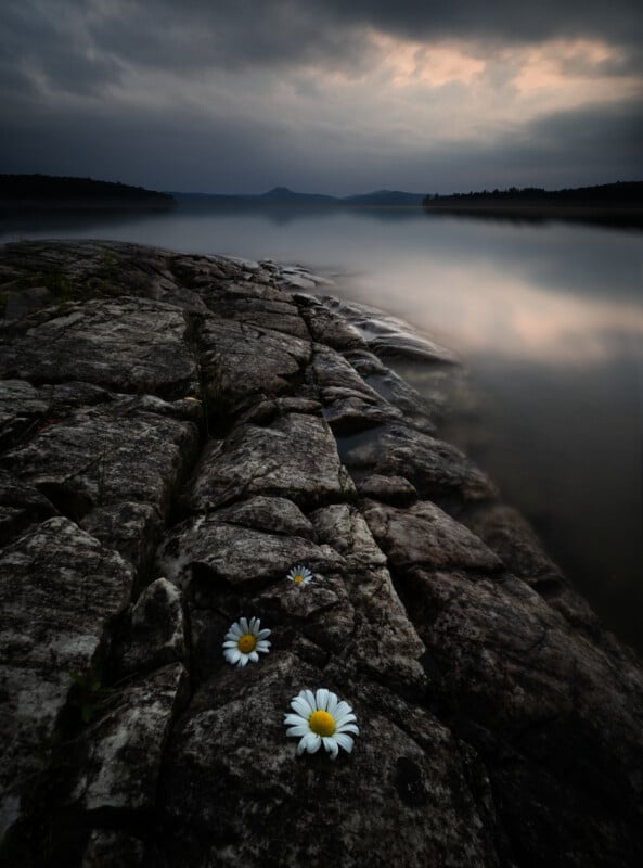 Close-up of three white daisies on cracked rocky shore, with calm water and distant hills under a moody, cloudy sunset sky. The scene feels tranquil and reflective.