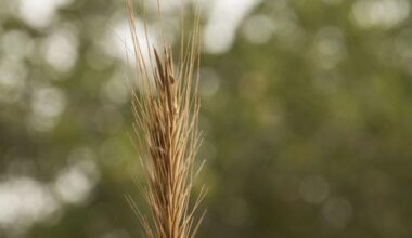 IPK Researchers Tap Genetic Power of Barley’s Wild Cousin