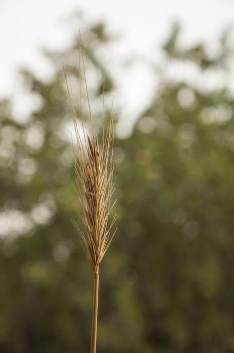 IPK Researchers Tap Genetic Power of Barley’s Wild Cousin