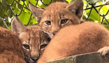 Port Lympne welcomes two lynx cubs at site near Hythe