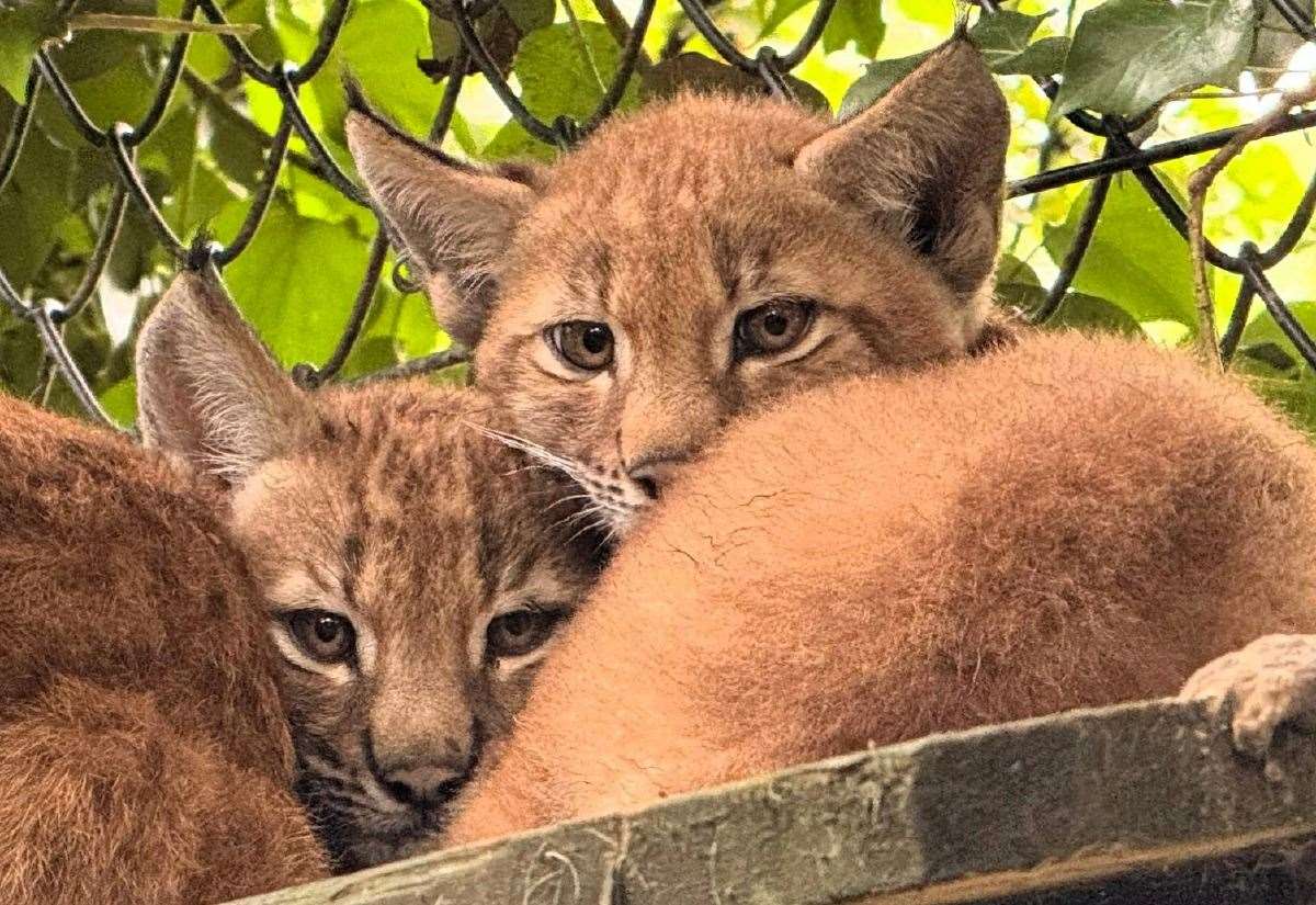 Port Lympne welcomes two lynx cubs at site near Hythe