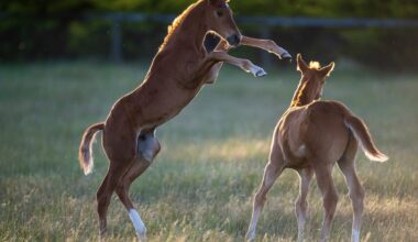 ‘Serious consequence for owners’ - Racing Australia persists with foal compliance crackdown