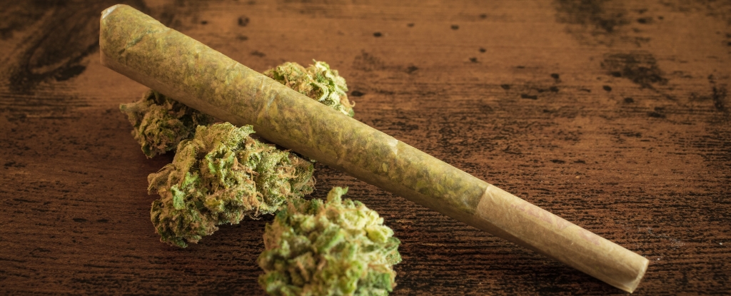 Cannabis Use Is Linked to Epigenetic Changes, Scientists Discover : ScienceAlert