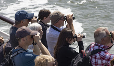 Mersey Ferries birdwatching and wildlife cruise is a chance to spot all kinds of species on the river