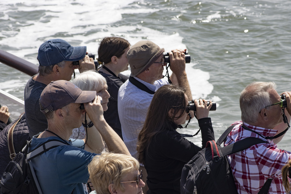 Mersey Ferries birdwatching and wildlife cruise is a chance to spot all kinds of species on the river