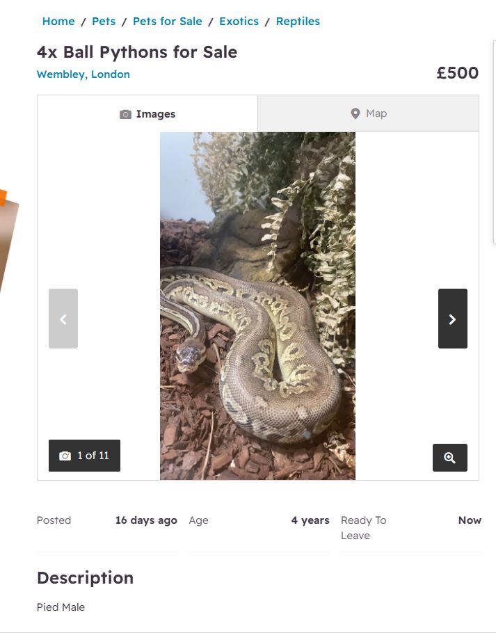 Ball python for sale.