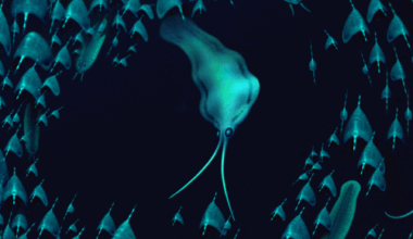 July: Ancient squid mystery solved | News and features