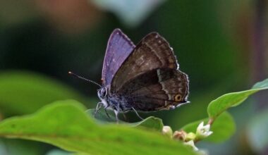 Guided walk: Trees and butterflies of Middleton Park