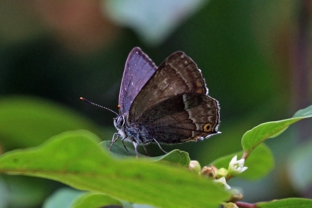 Guided walk: Trees and butterflies of Middleton Park