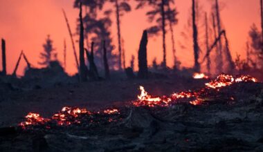 Firefighters injured tackling wildfires in eastern Germany – The Irish News