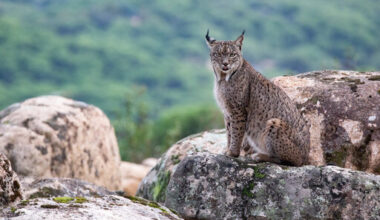 Bring back lynx to Britain