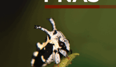 July: Evolution of treehoppers | News and features
