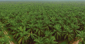 Indonesia pushes for global palm oil standards to counter EU Deforestation Law