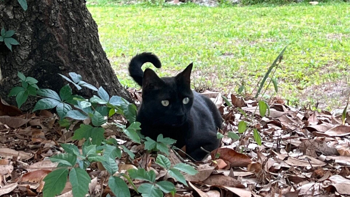 Florida Cat Named Pepper Brings Home Never-Before-Seen Virus—for the Second Time