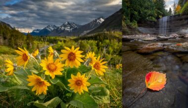 A cluster of yellow wildflowers in a mountain valley under a cloudy sky, beside a waterfall cascading into a rocky stream with autumn leaves in the water.