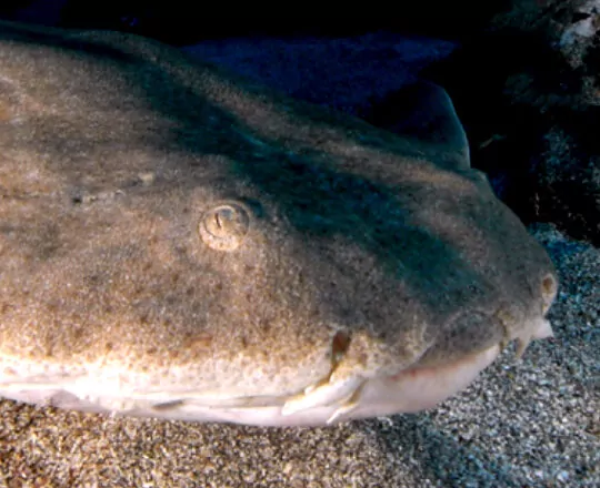 Atlantic angel shark (Squatina squatina) (Philippe Guillaume)