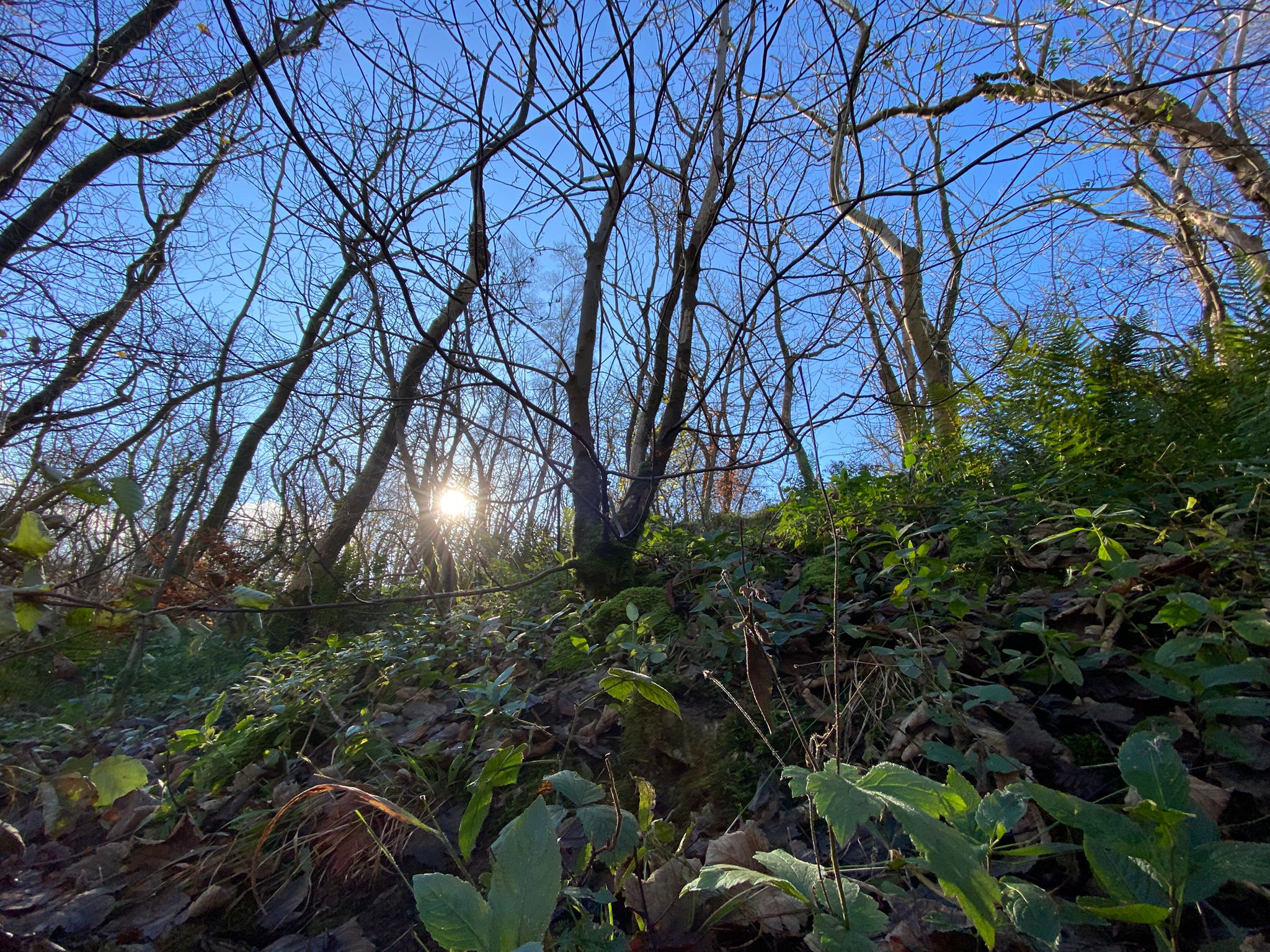 Photo 5 Credit Mark Newton. LIFE in the Ravines woodland site