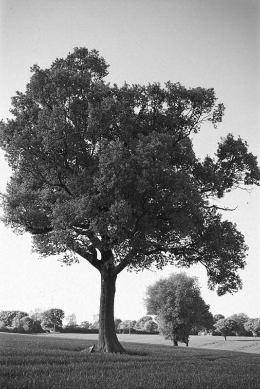 A large tree stands alone in a grassy field with a smaller tree and more trees in the background, under a clear sky. The image is in black and white.