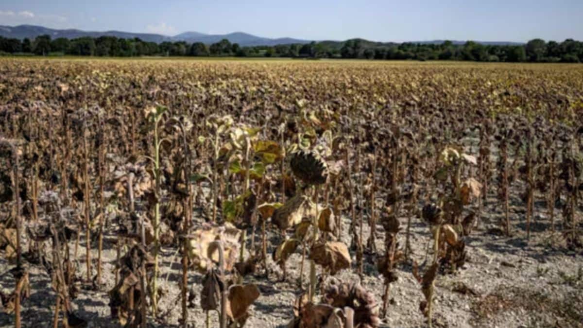 From Japan to Spain, and Pakistan to Nigeria, June hottest ever in 12 countries – Firstpost