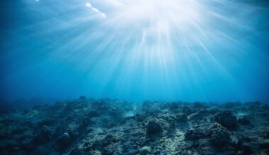 Revolutionary Satellite Data Reveals Unmatched Detail Of How Oceans Absorb Carbon