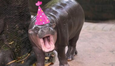 World's most famous hippo Moo Deng has own festival and £3,300 birthday cake | News World