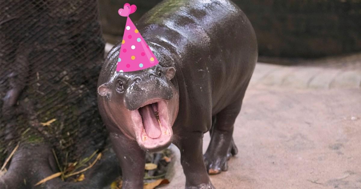 World's most famous hippo Moo Deng has own festival and £3,300 birthday cake | News World