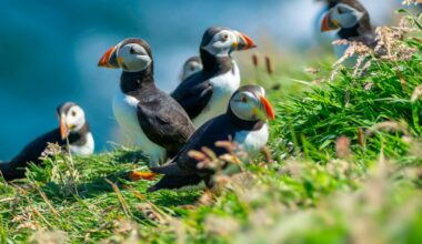 The 10 animal species facing UK extinction