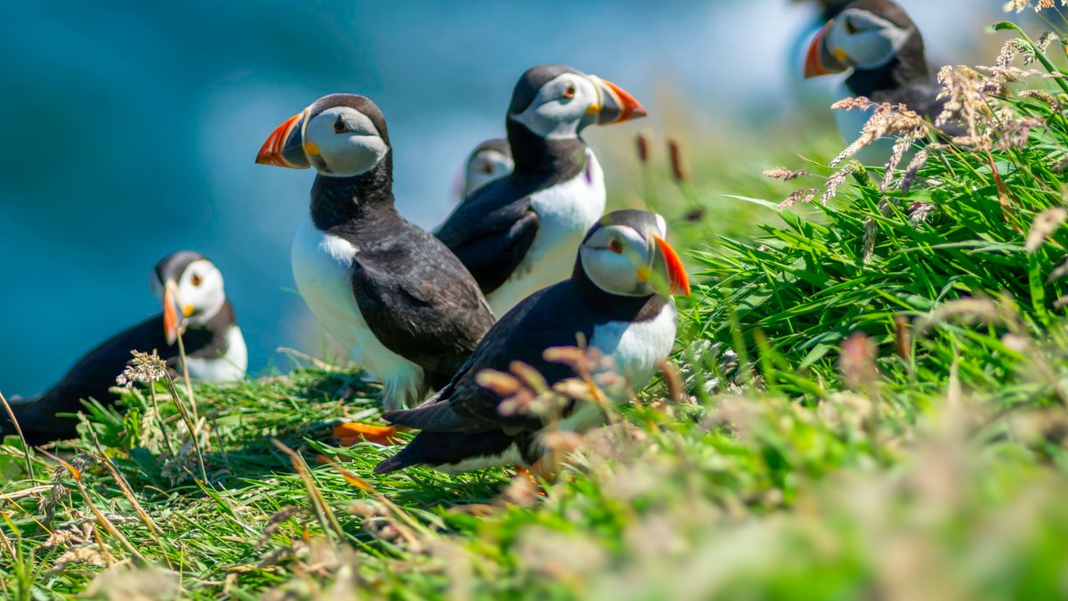 The 10 animal species facing UK extinction