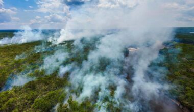 Carbon-offset schemes aren't prepared for forests to burn