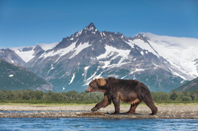 USA, Alaska, Katmai National Park, Coastal Brown Bear (Ursus arctos) walking along salmon spawning stream beneath coastal mountains. Photograph by Paul Souders.