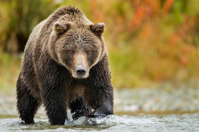 USA, Alaska, Katmai National Park, Coastal Brown Bear (Ursus arctos) runs while fishing for spawning salmon in shallow stream along Kinak Bay