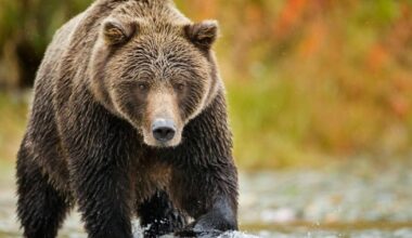 'Bear Alcatraz' floated as migrant center near alligators opens | News US