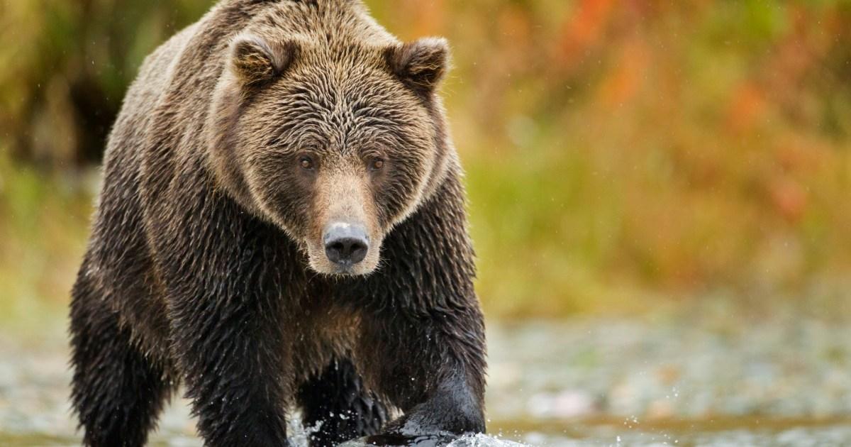 'Bear Alcatraz' floated as migrant center near alligators opens | News US
