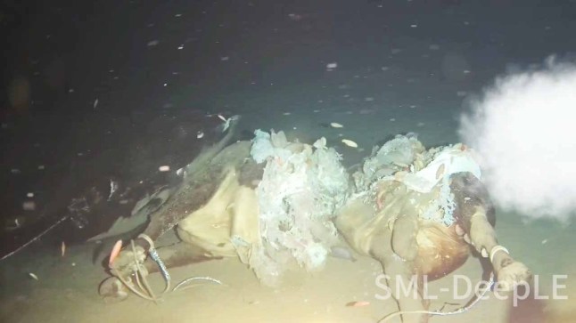 NEWS - TECH - Incredible Pacific Sleeper Sharks footage captures feeding scenes over 3000ft deep (SEO/DISC)