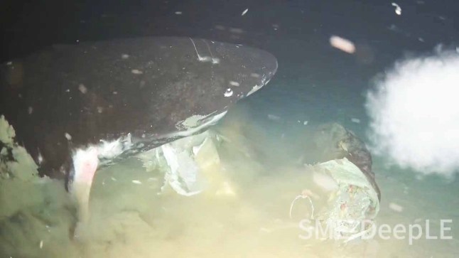 NEWS - TECH - Incredible Pacific Sleeper Sharks footage captures feeding scenes over 3000ft deep (SEO/DISC)