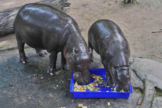Mother hippo Jona and Moo Deng, which turned one year old, eat food at the Khao Kheow Open Zoo in Chonburi province, Thailand, Thursday, July 10, 2025. (AP Photo/Sakchai Lalit)