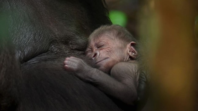 Prepare to cry over newborn gorilla in David Attenborough's new BBC series BBC