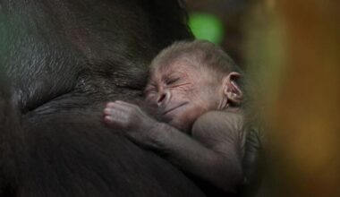 Prepare to cry over newborn gorilla in David Attenborough's new BBC series